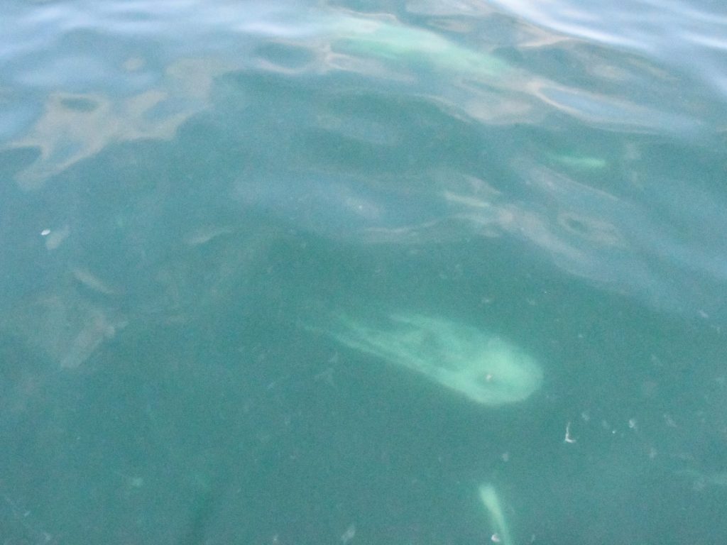 DSC_0179-Gross Algen Teppiche im Meer bei Kavala und Thassos