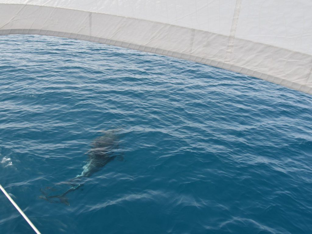 Delfin Begleitung