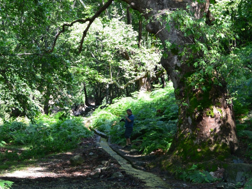 DSC_3813 Wasser Rinnen im Wald