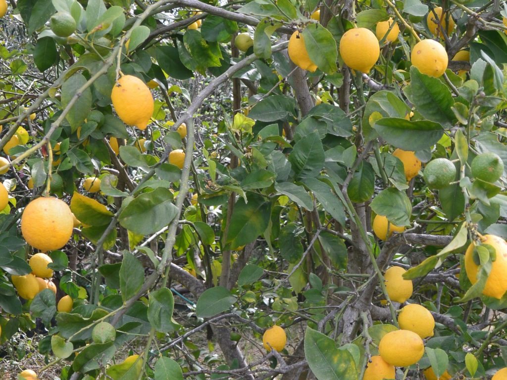 Zitronen in Preveza