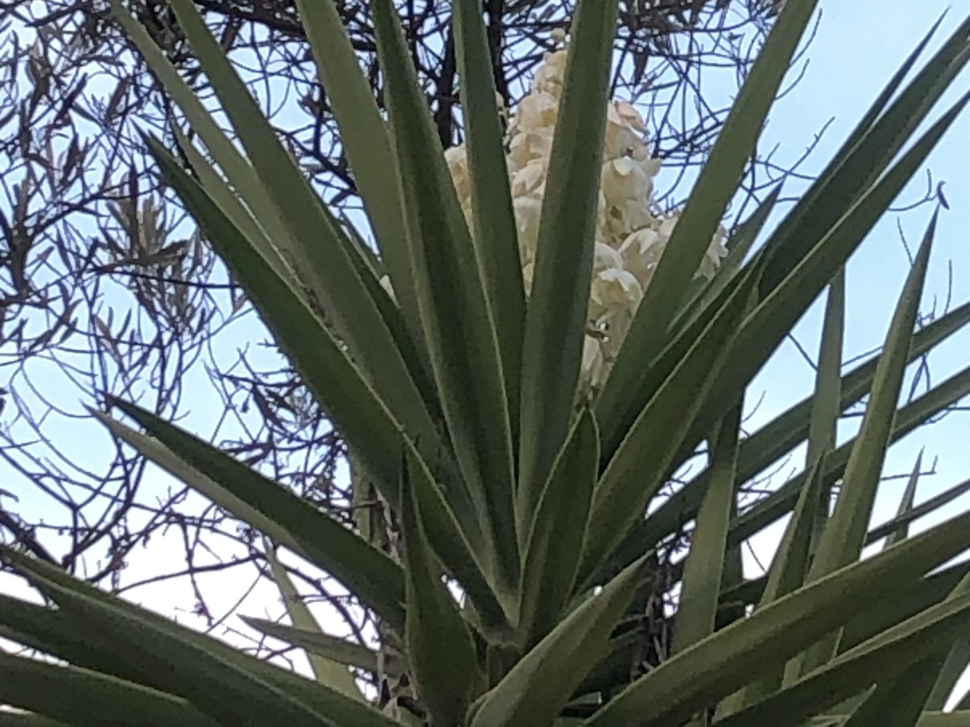 Blüten der Juka Palme